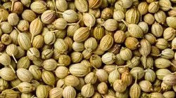Coriander seeds
