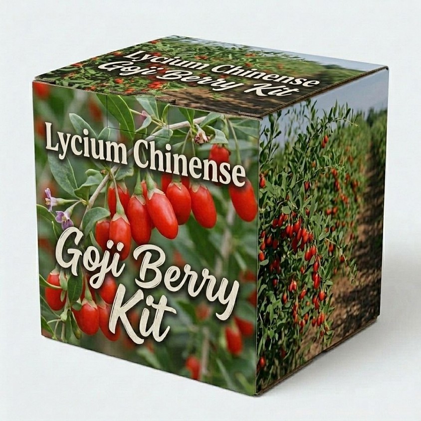 Lycium Chinense Goji Berry Kit packaging box showing red berries growing on plants in a field.