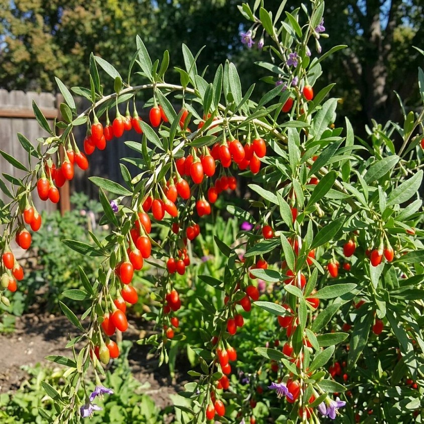 Goji Berry Grow Kit