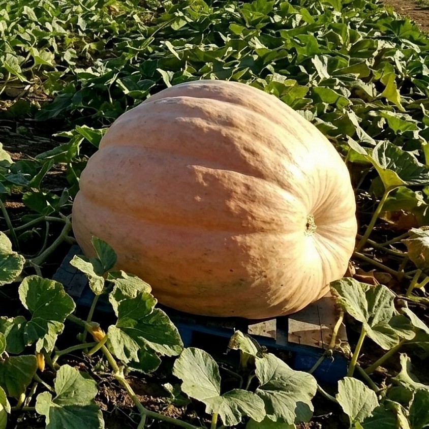 Atlantic Giant Pumpkin Kit