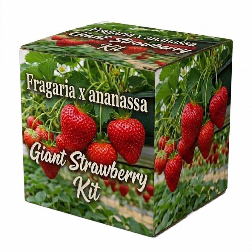 Giant Strawberry Grow Kit