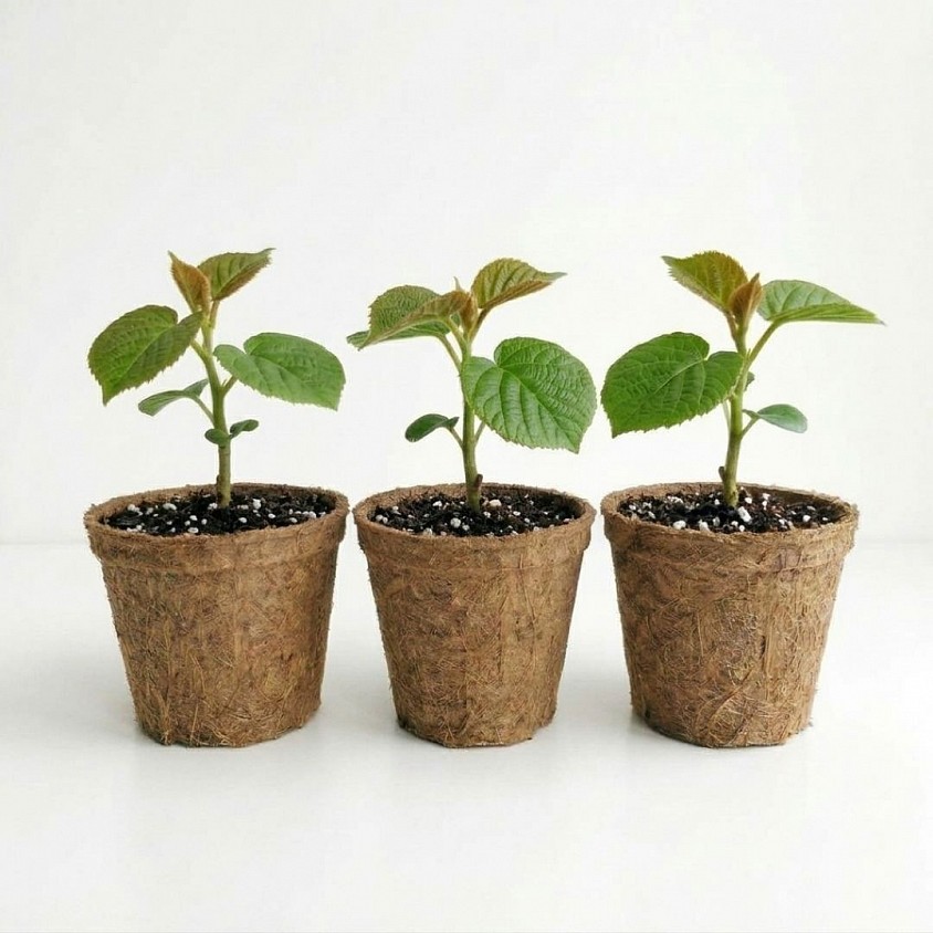 Kiwi Fruit Grow Kit