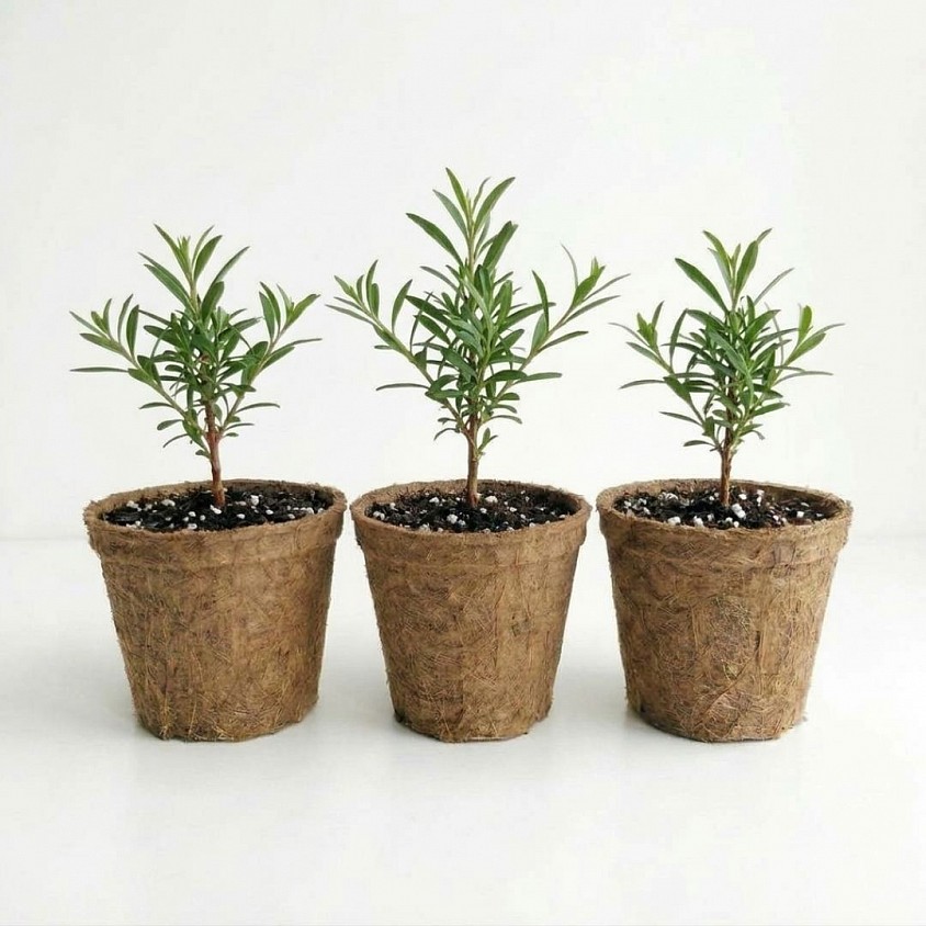 Goji Berry Grow Kit