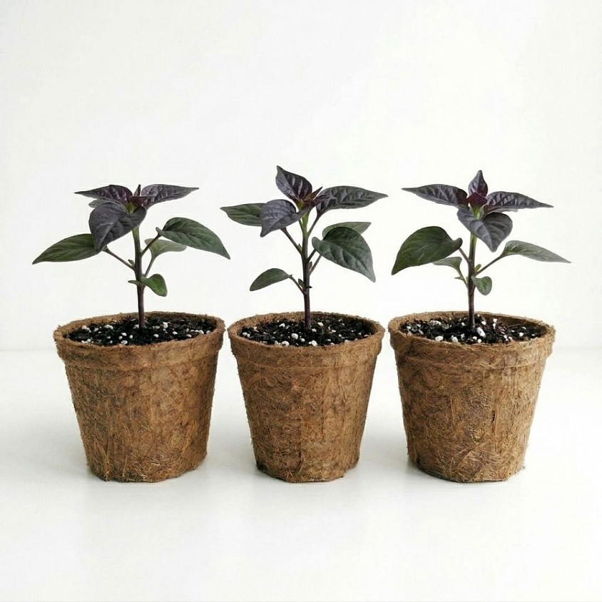 Black Bhut Jolokia Kit