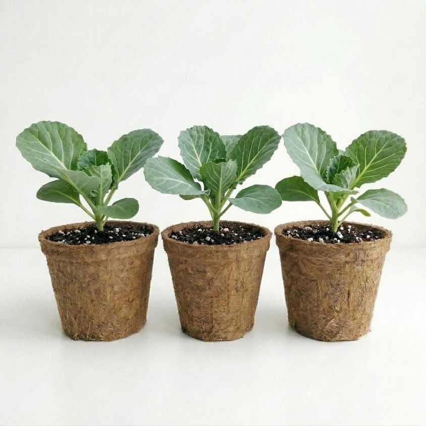Giant Drumhead Cabbage Kit