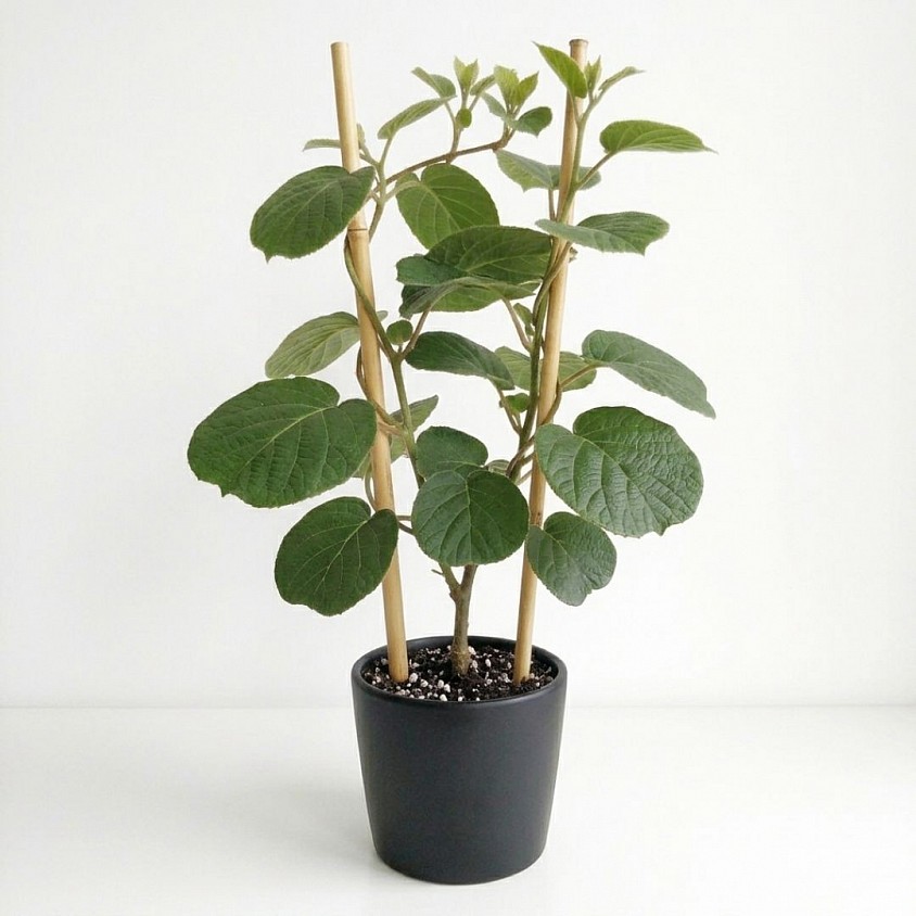 Kiwi Fruit Grow Kit