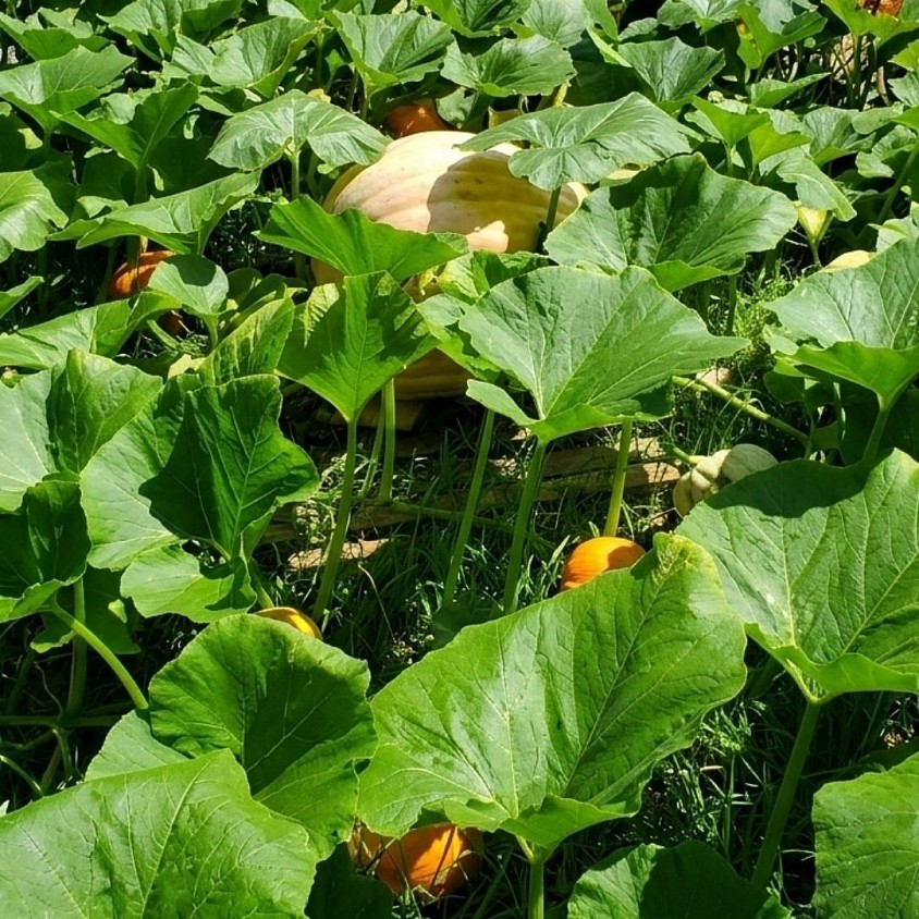 Atlantic Giant Pumpkin Kit