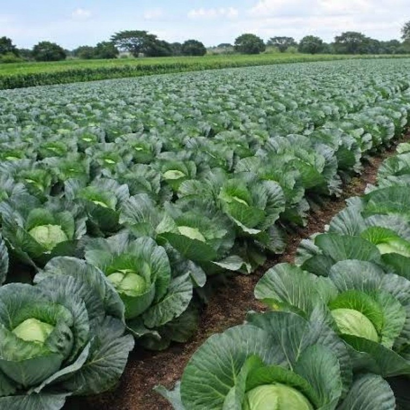 Giant Drumhead Cabbage Kit