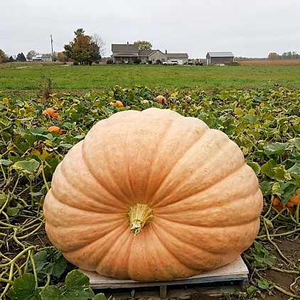 Atlantic Giant Pumpkin in a Pumpkin Field.