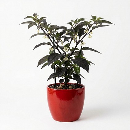 Black Bhut Jolokia Chilli Pepper Plant in a Pot.