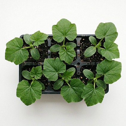 Atlantic Giant Pumpkin Plants in a Tray.