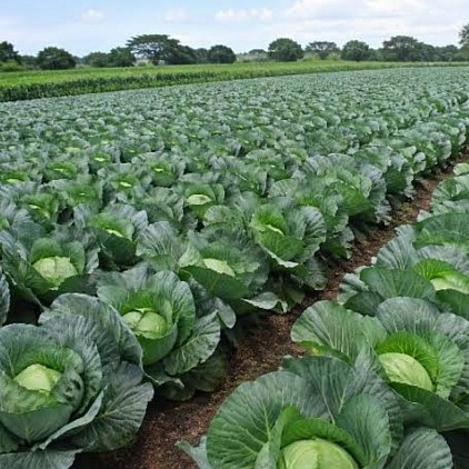 Gaint Drumhead Cabbage Plant Field.