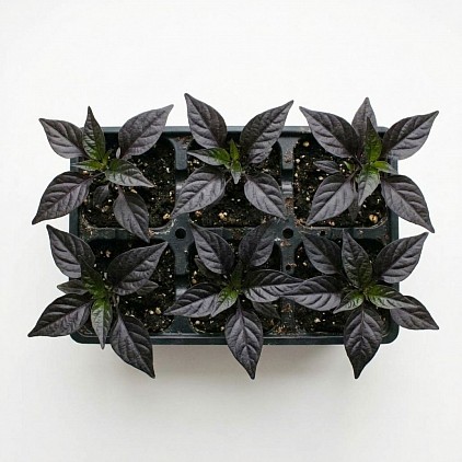 Black Bhut Jolokia Chilli Pepper Plant in a Planting Tray.