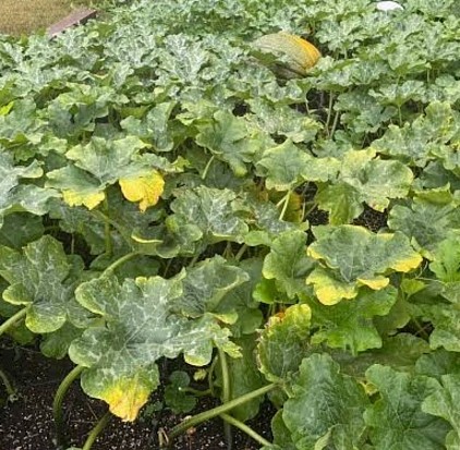 Atlantic Giant Pumpkin Leaves Turning Yellow.
