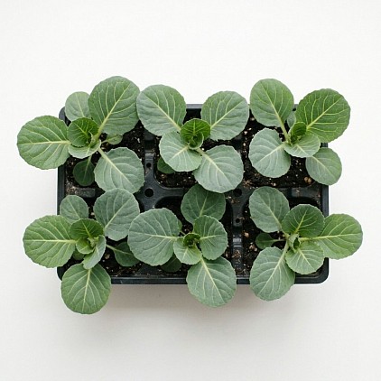 Giant Drumhead Cabbage in a plant tray.