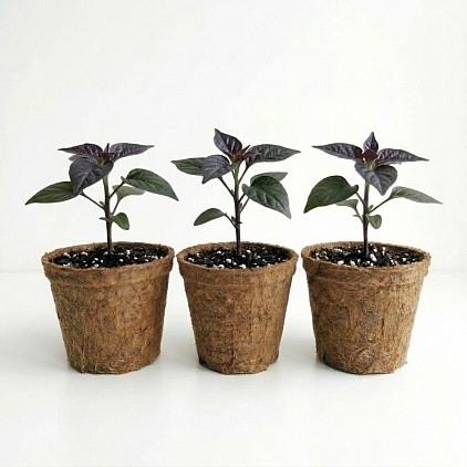 Ghost pepper plant in coir pots.