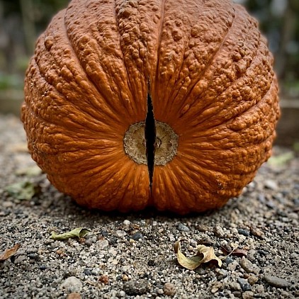 Atlantic Giant Pumpkin with a Cracking on the bottom.