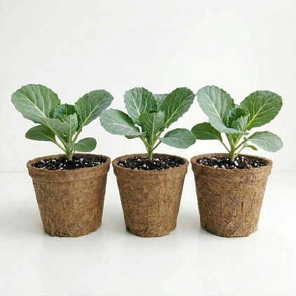 Giant Drumhead Cabbage Plant in a coir pot