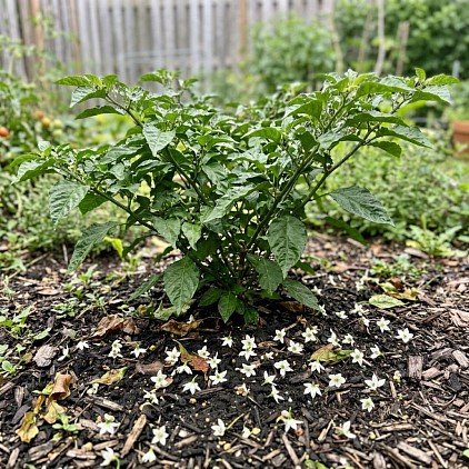 Carolina Reaper Pepper Plant with no flowers on.