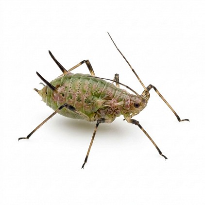 Aphid