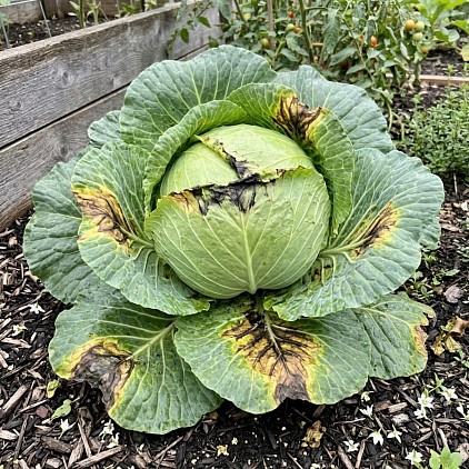 Black rot on a Giant Drumhead Cabbage.