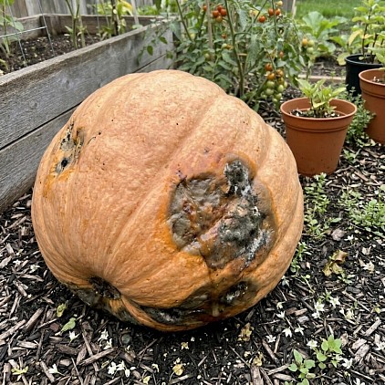 Rot on a Atlantic Giant pumpkin.
