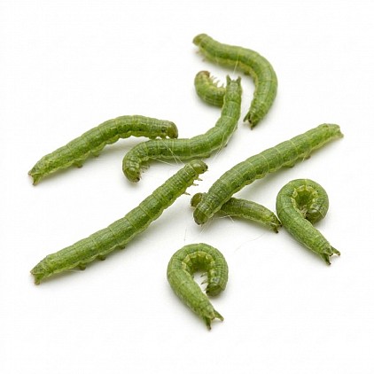 Diamondback Moth Larvae (*Plutella xylostella*)