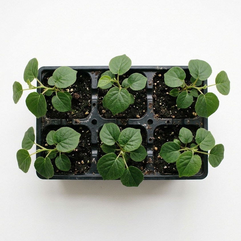 Kiwi Fruit Seedling Tray