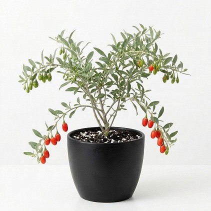 Goji Berry plant in a pot.