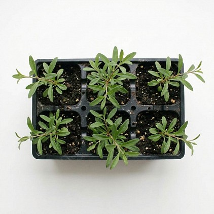 Goji Berry plants in a tray.