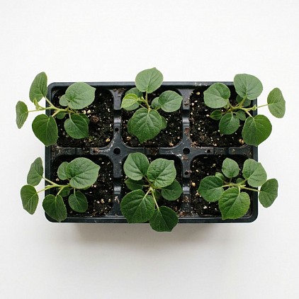 A tray of kiwi fruit plants.