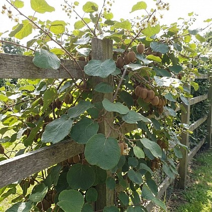 Kiwi Fruit Plant.