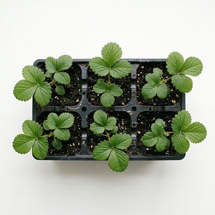 Strawberry plants in a tray.