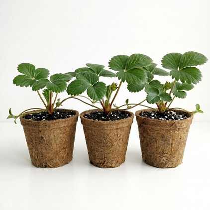 Strawberry Seedlings in peat pots.